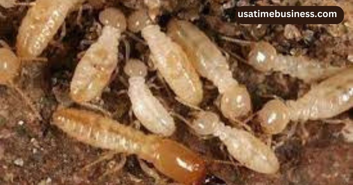 Skilled Termite Exterminator