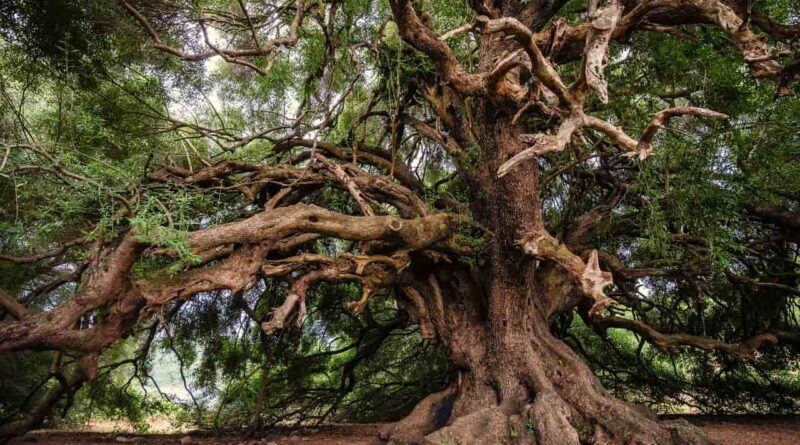 Mencer's Tree Service: Nurturing Nature, Branch by Branch