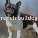 French bulldogs